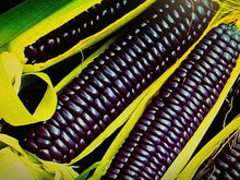 Load image into Gallery viewer, Purple Corn Maiz Morado Goth Garden Seeds Pack
